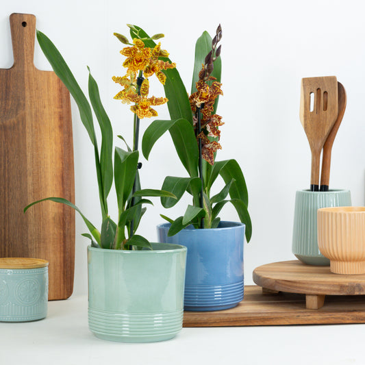 Cambria Orchid | Surprise Colour