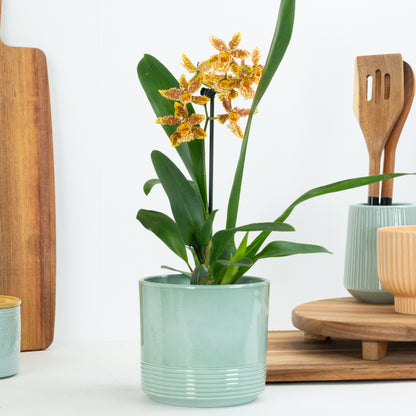 Cambria Orchid | Zesty