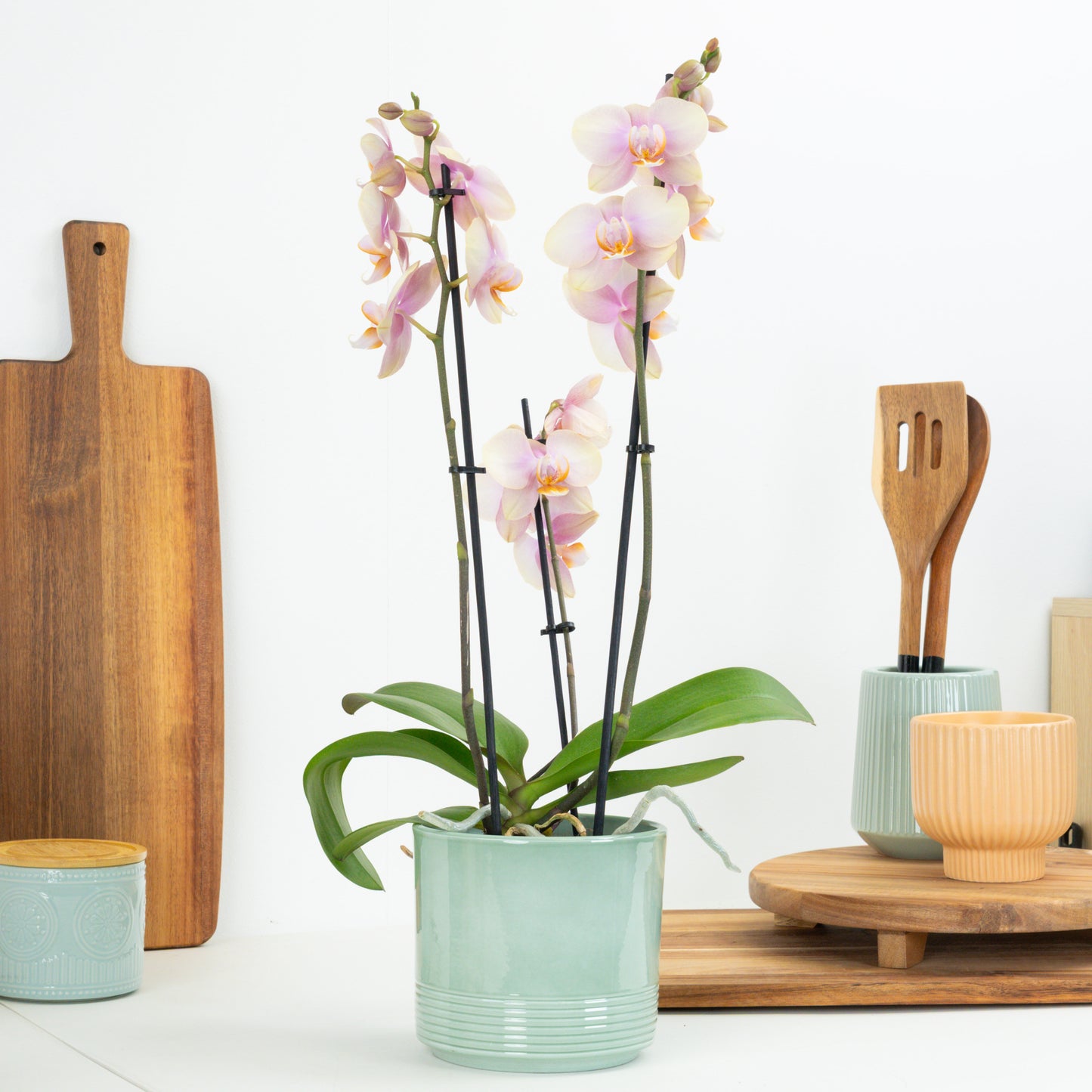 Phalaenopsis Orchid | Caramel