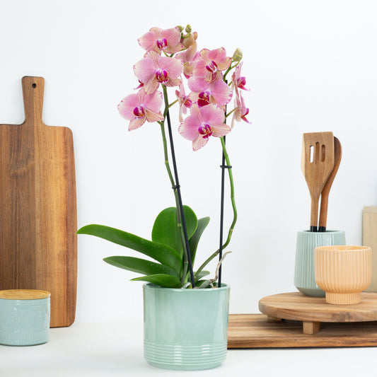 Phalaenopsis Orchid | Pirate Picote