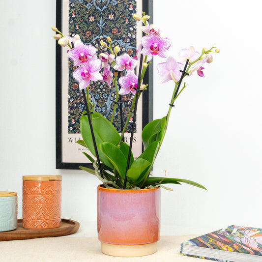 Phalaenopsis Orchid | Rotterdam