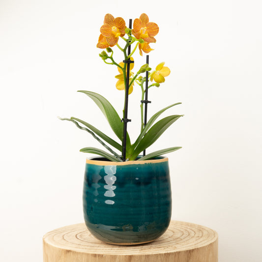 Phalaenopsis Orchid | Indian Summer