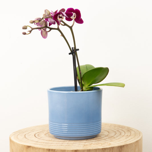 Miniature Phalaenopsis Orchid | Sweetie Yara