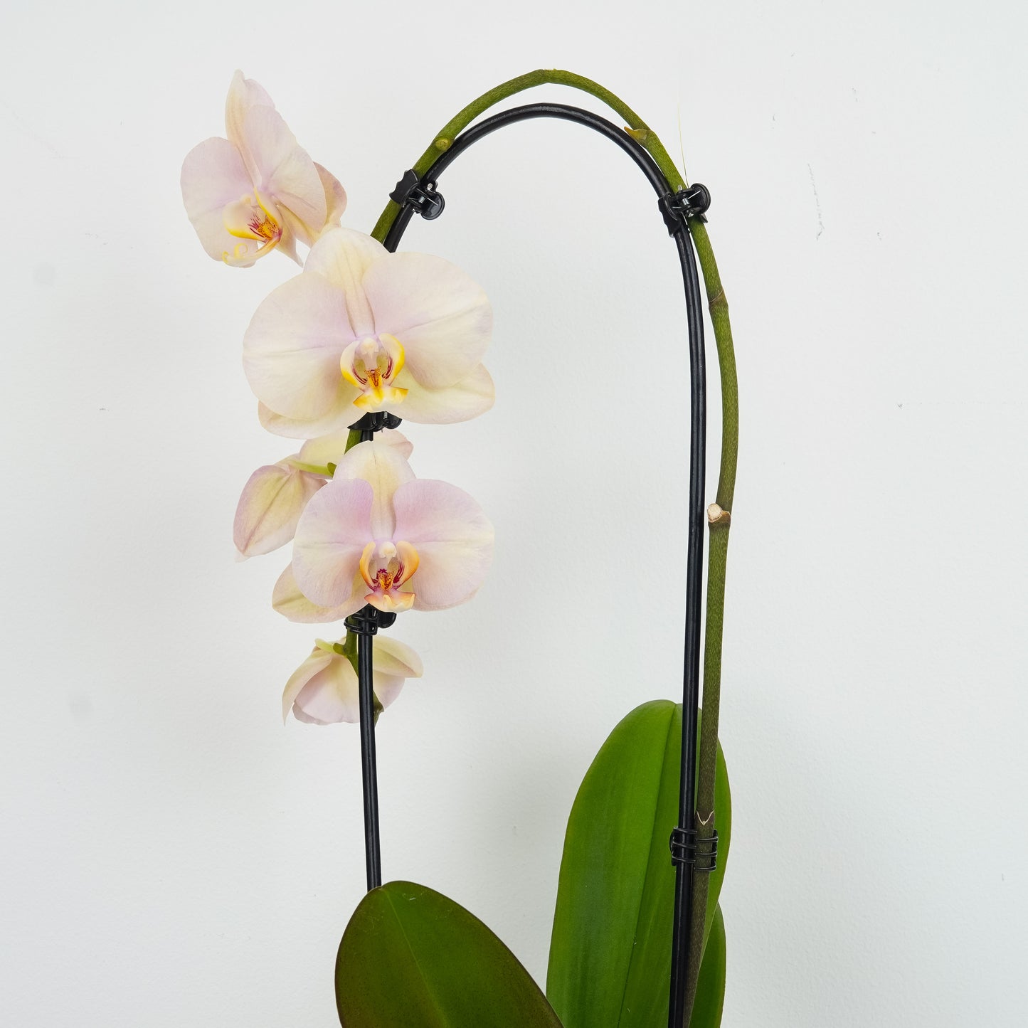 Phalaenopsis Orchid | Peach | Not In Flower