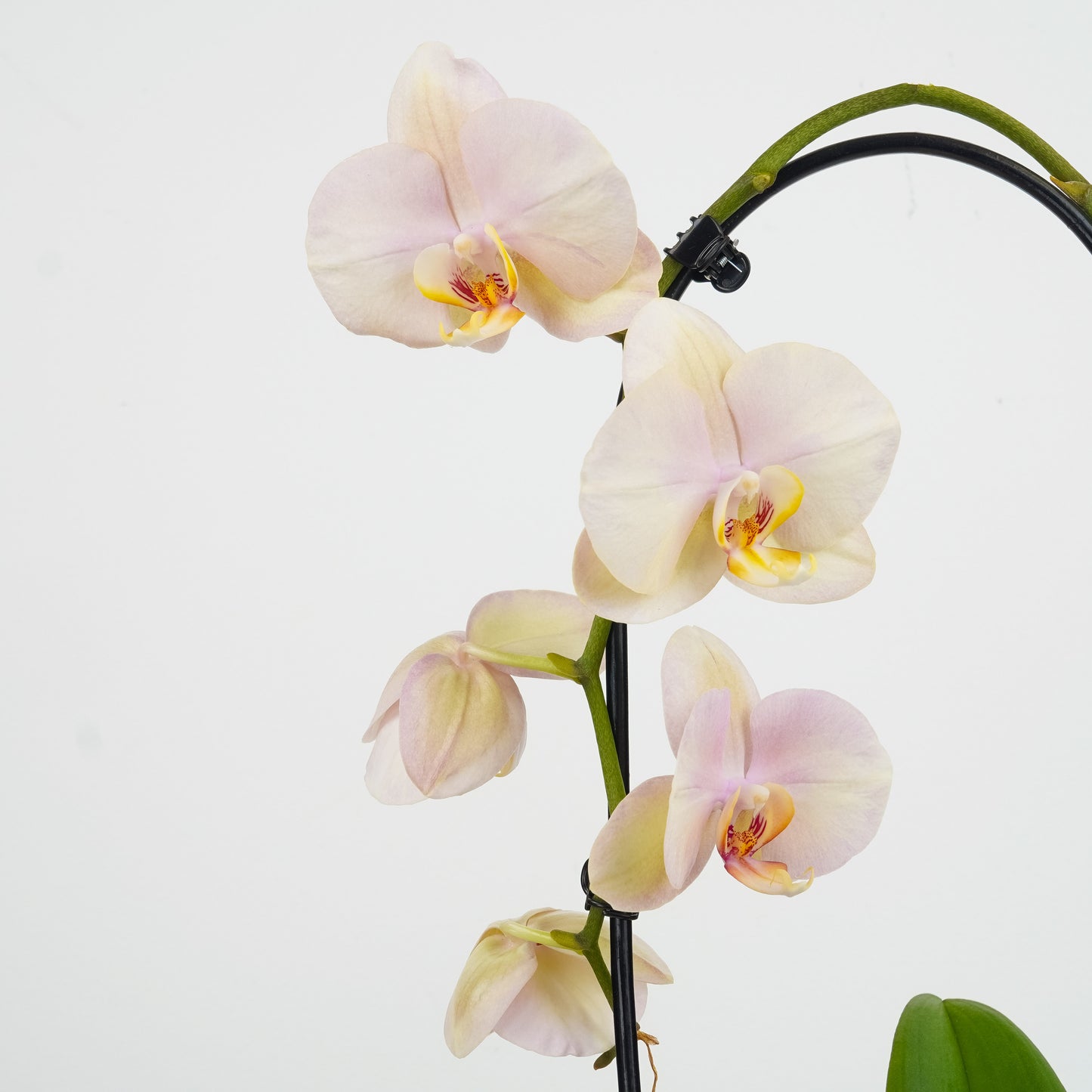 Phalaenopsis Orchid | Peach | Not In Flower