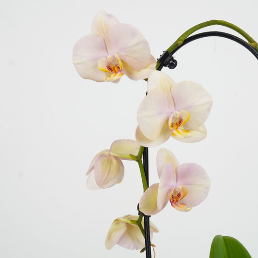 Beginner-Friendly Orchid Plants for sale online. Send an Orchid Gift with Fast UK Delivery.