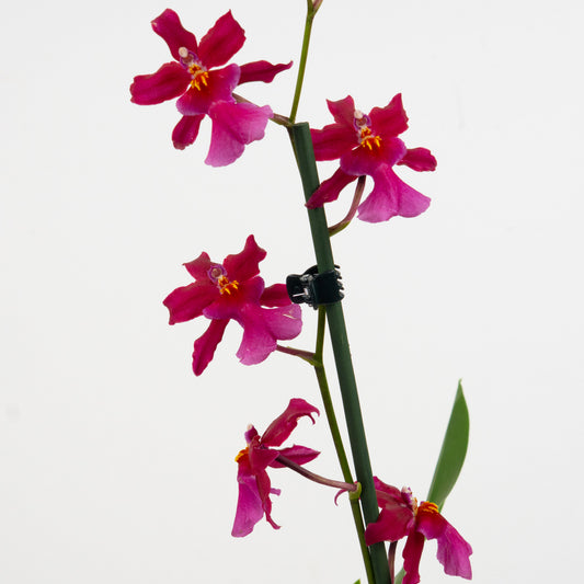 Red Cambria Orchids for sale online. Cambria Orchid Plants Delivered UK.