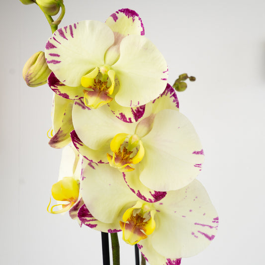 Phalaenopsis Orchid | Funk