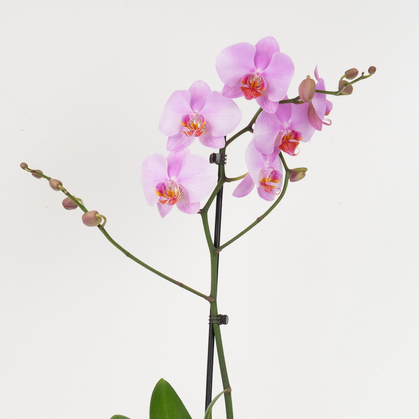 Pink Orchid Gift Set