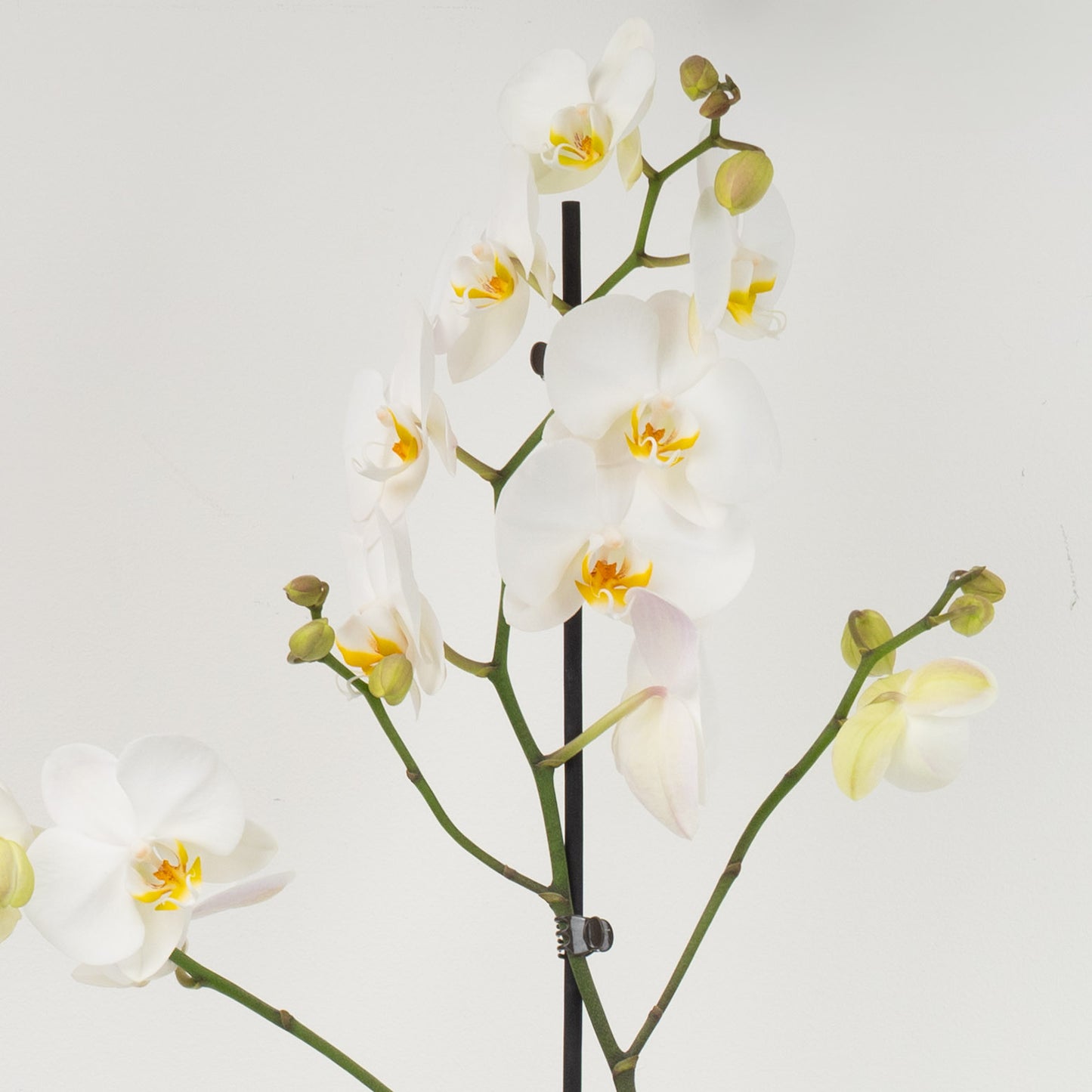 White Orchid Gift Set