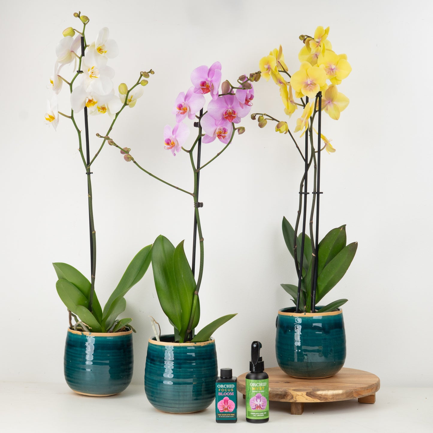 Set Of Three Phalaenopsis Orchids | Gift Set