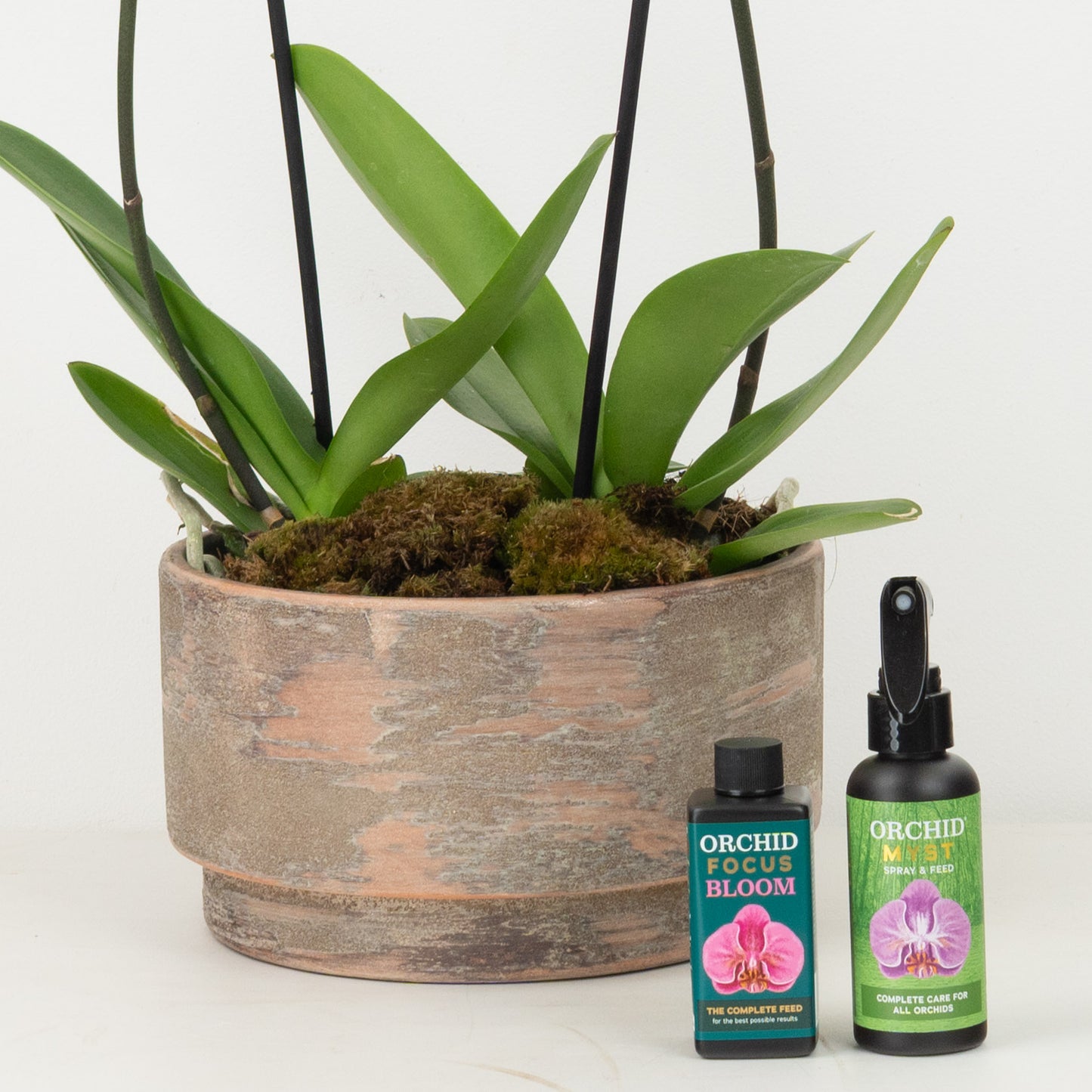 White Phalaenopsis Orchid Planter | Gift Set
