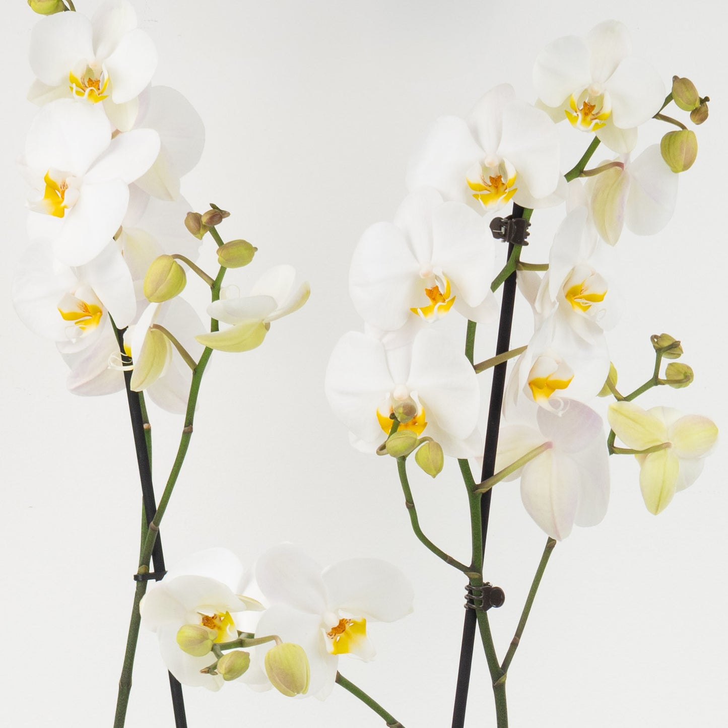 White Phalaenopsis Orchid Planter | Gift Set