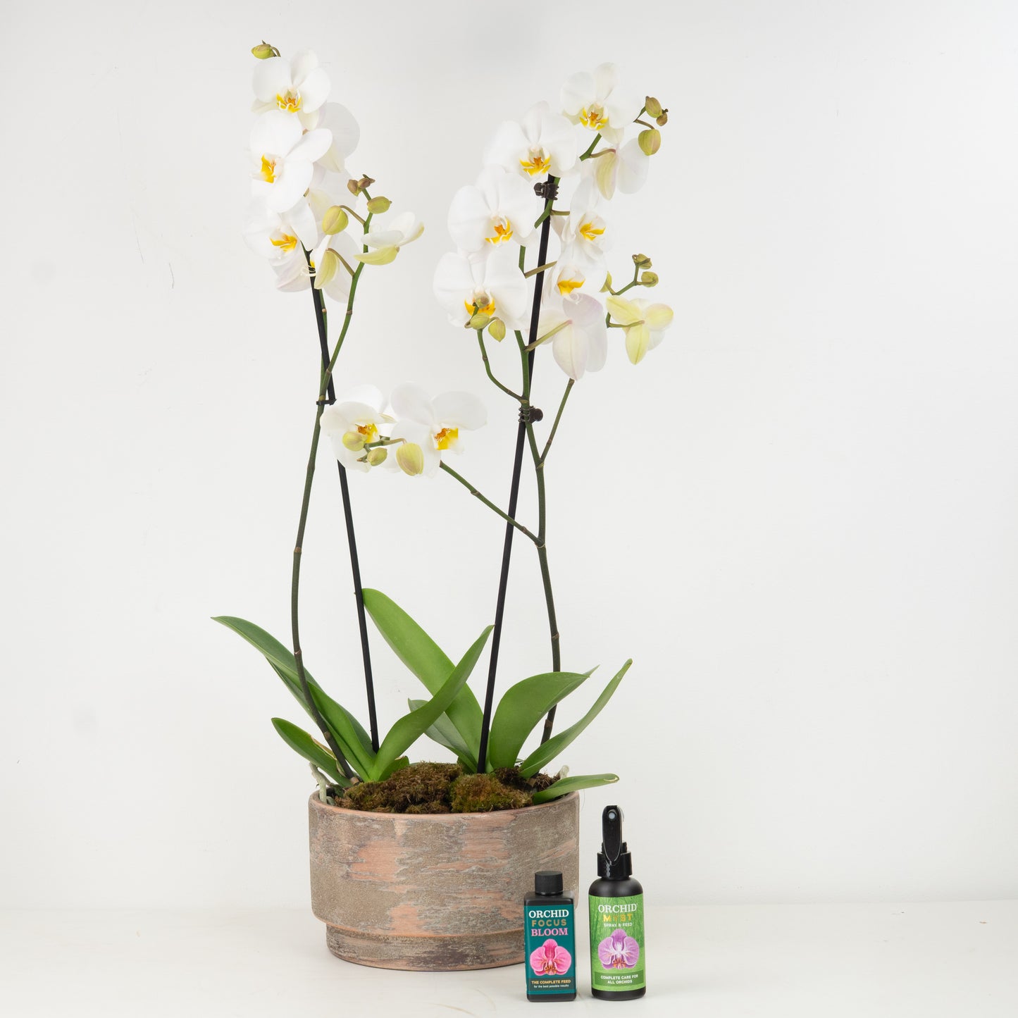 White Phalaenopsis Orchid Planter | Gift Set