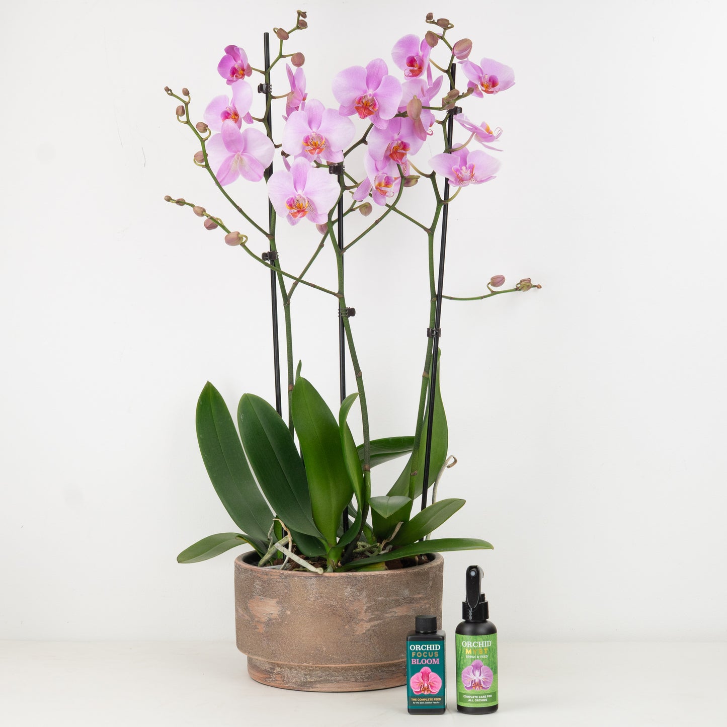 Pink Phalaenopsis Orchid Planter | Gift Set
