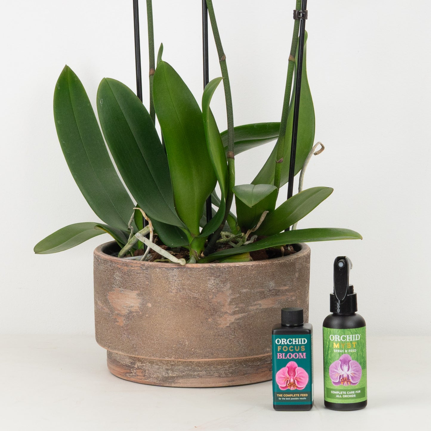 Pink Phalaenopsis Orchid Planter | Gift Set