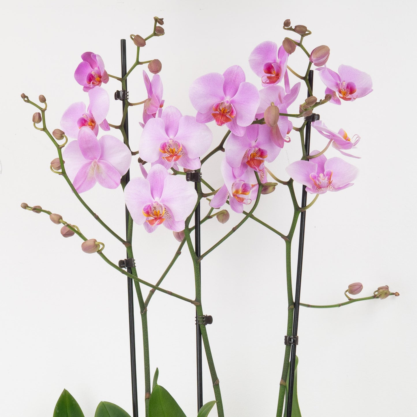 Pink Phalaenopsis Orchid Planter | Gift Set