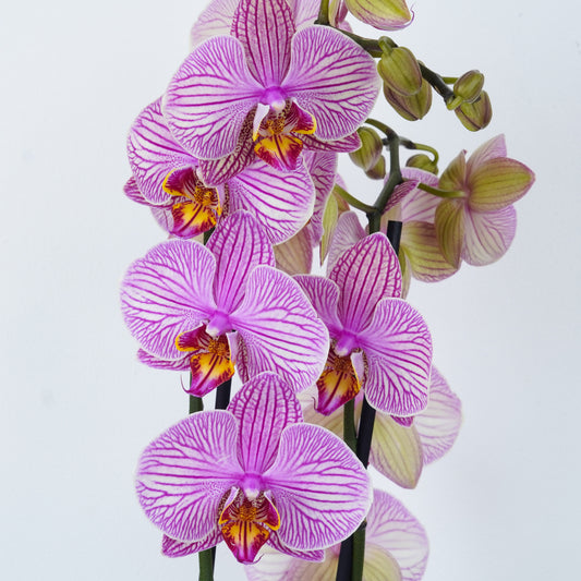 Easy-care Pink Orchid Plant Gifts for sale online. Beginner-friendly Orchid plants. Delivered UK.