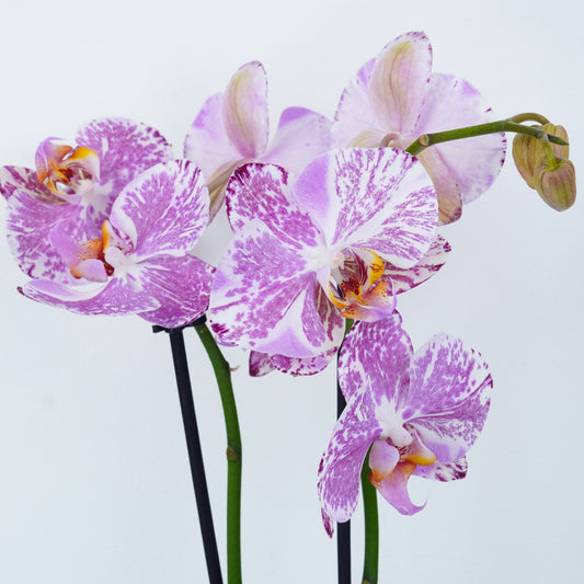 Rare and Unusual Orchid Plants for sale, with Fast UK Delivery straight to your door.