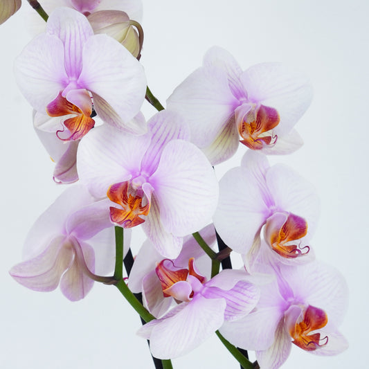 Large Flowering, Easy-care Phalaenopsis Orchids, Safely Delivered UK.