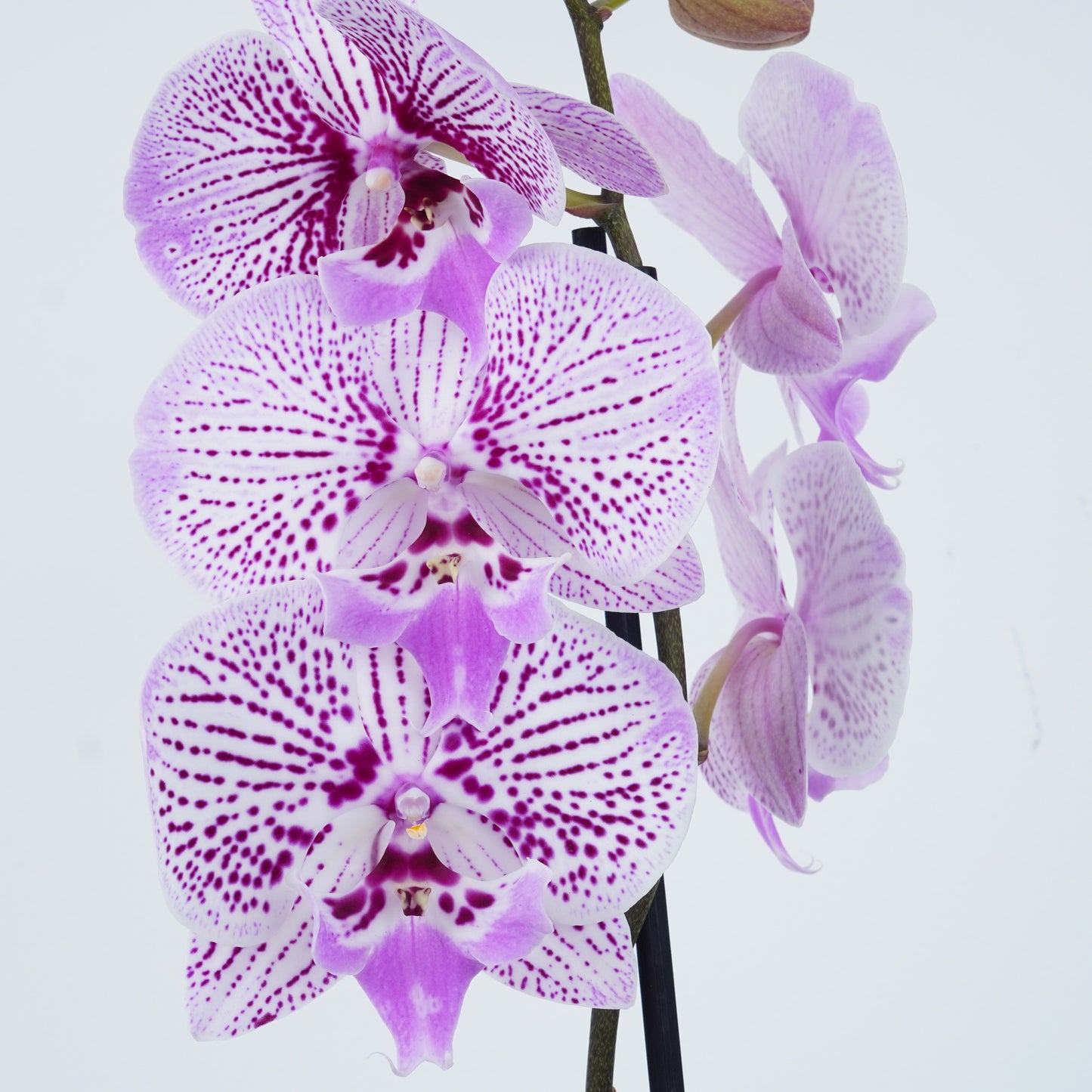 Phalaenopsis Orchid | Venus