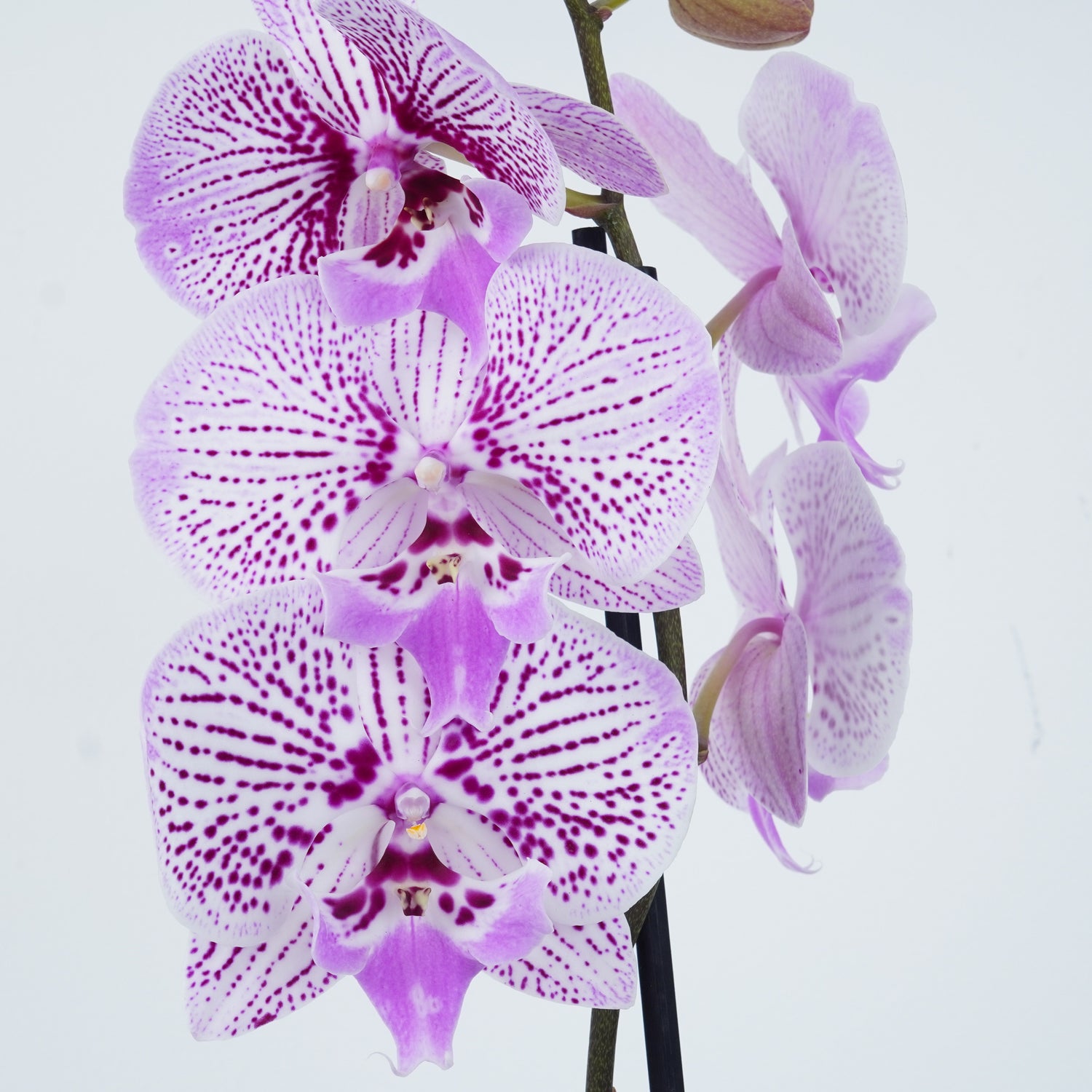 Flowering Moth Orchid for sale UK. Fast, Reliable UK Delivery. 