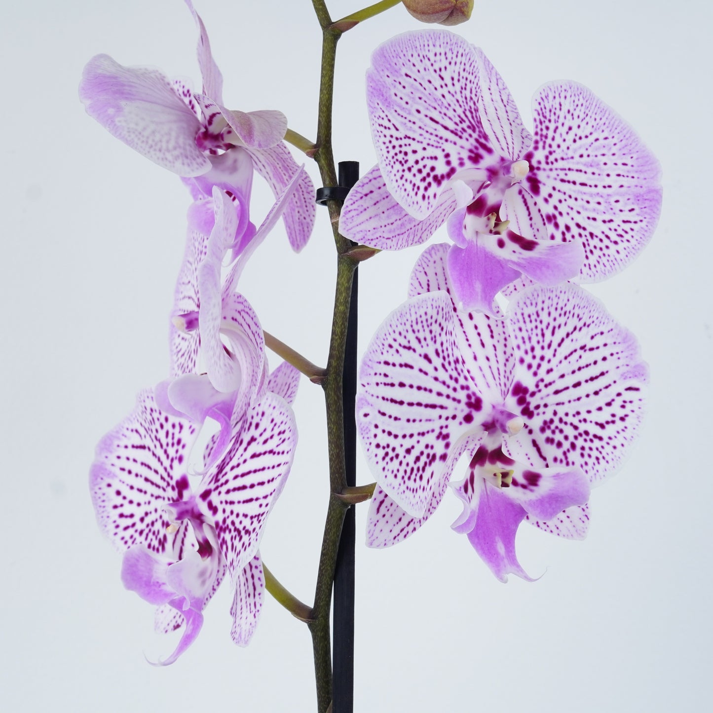 Phalaenopsis Orchid | Venus