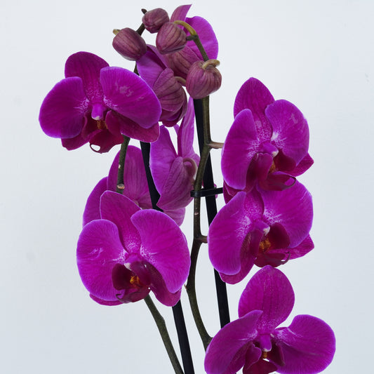 Orchid Plant gifts for plant lovers, safely Delivered safely with Reliable and Fast UK Delivery.