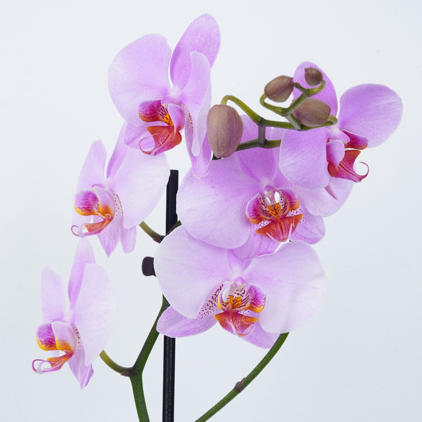 Pink Phalaenopsis Orchid Gift for sale UK. Easy Flowering Orchids for beginners, Fast UK Delivery.
