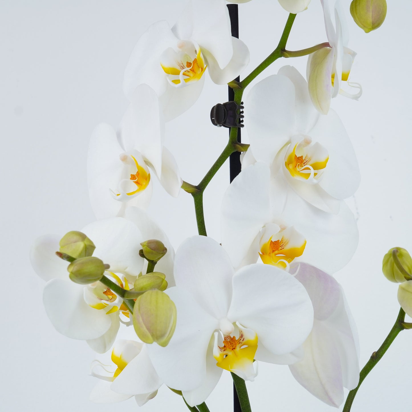 White Phalaenopsis Orchid Plants for Sale. Live Orchid Plants with Fast UK Delivery.