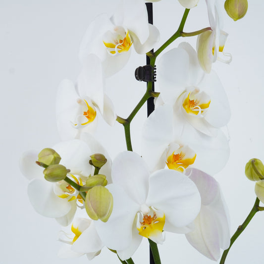 White Phalaenopsis Orchid Plants for Sale. Live Orchid Plants with Fast UK Delivery.
