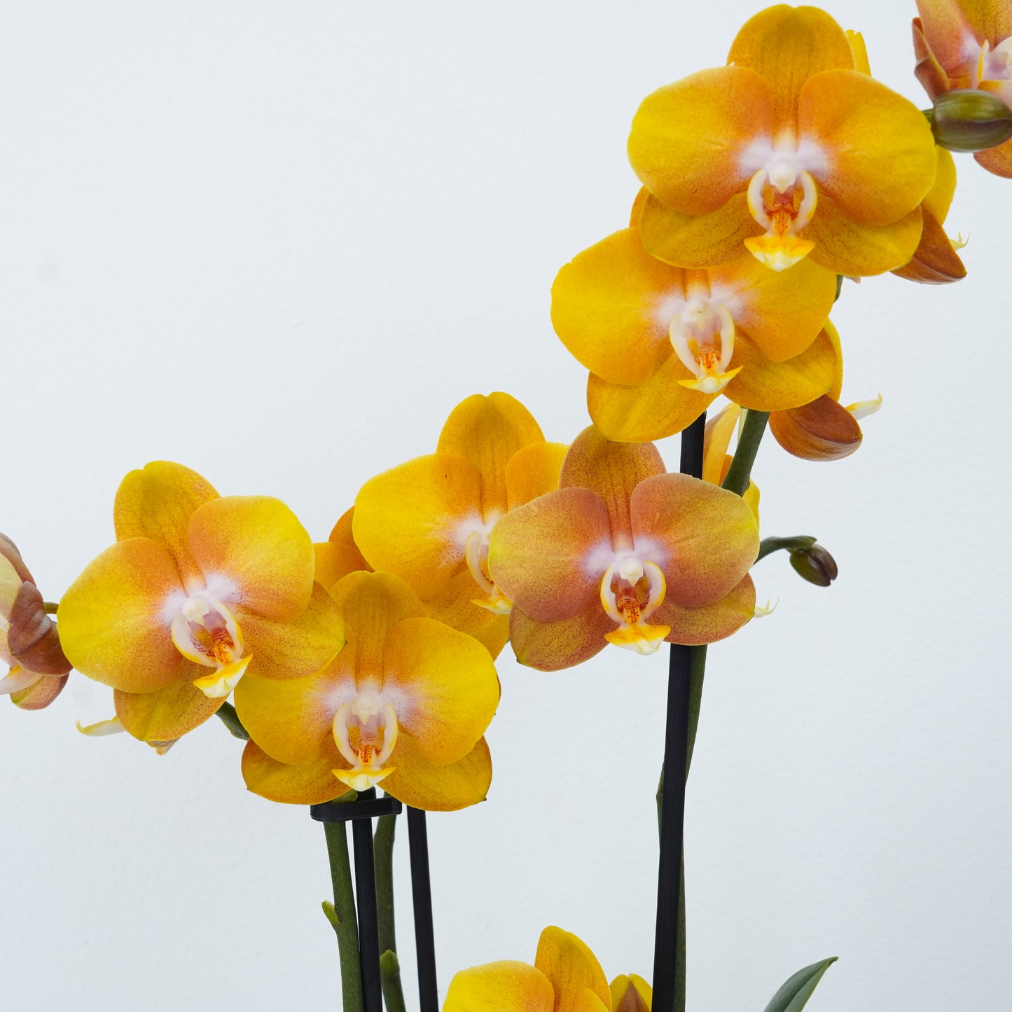 Limited Availability Colourful Orchid Plants, with Reliable, Fast UK delivery.