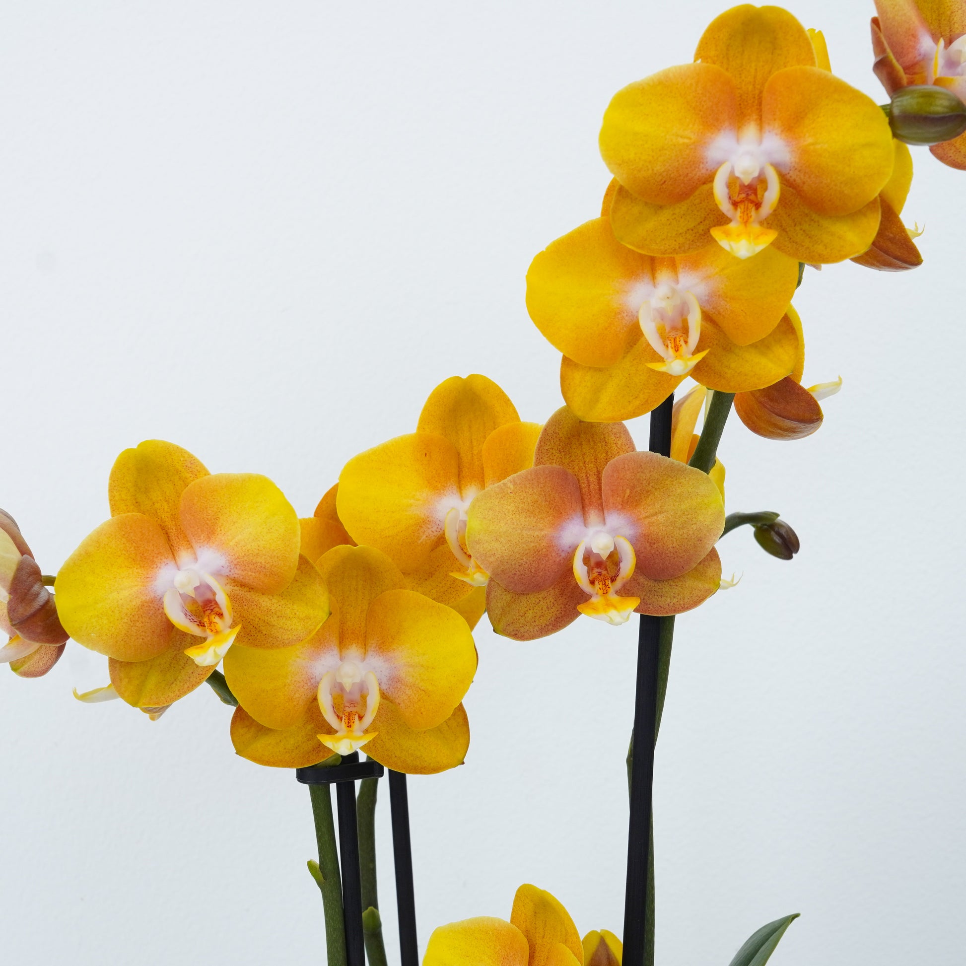 Limited Availability Colourful Orchid Plants, with Reliable, Fast UK delivery.