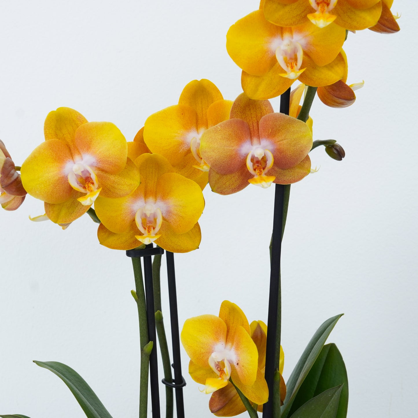 Limited Availability Colourful Orchid Plants, with Reliable, Fast UK delivery.