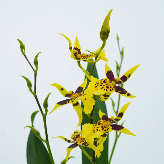 Collector Orchids for sale UK Online, Hand-wrapped with Fast UK Delivery.