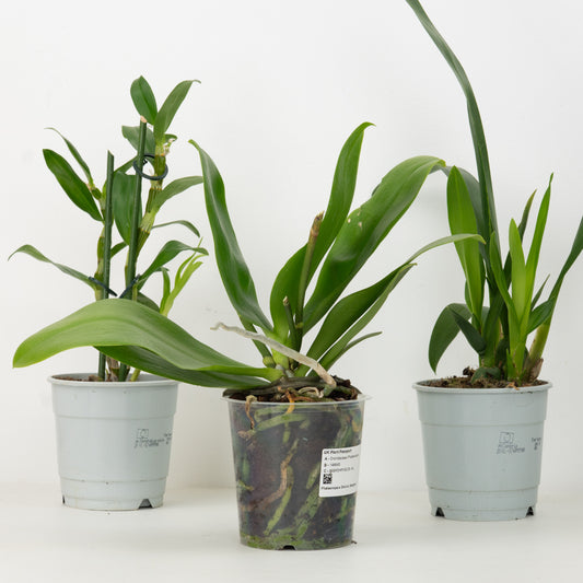 Rescue Me Orchid Box | Not In Flower
