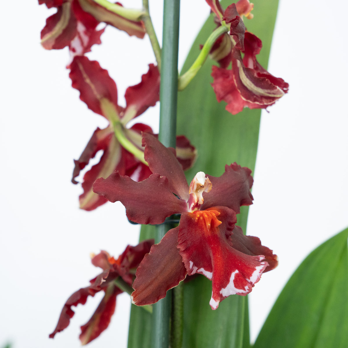 Cambria Orchid | Ember | Not In Flower