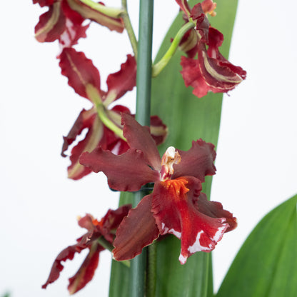 Cambria Orchid | Ember | Not In Flower