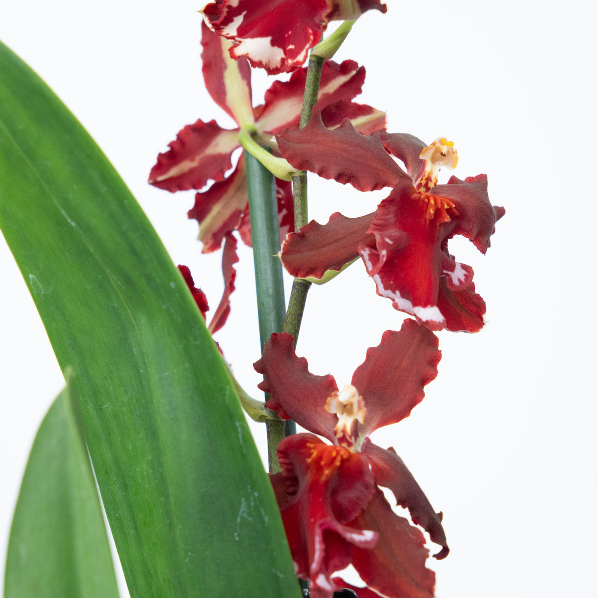 Cambria Orchid | Ember | Not In Flower