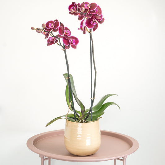 Deep Maroon Phalaenopsis Orchid Delivered UK