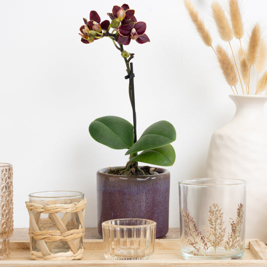 Deep Plum Phalaenopsis Orchid Delivery UK