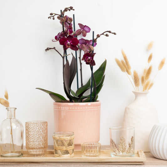 Purple Phalaenopsis Orchid Delivery UK