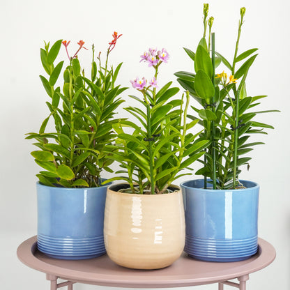 Epidendrum Orchid | Surprise Colour