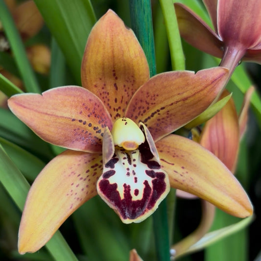 Cymbidium Orchid | Totorri Orange | Not In Flower