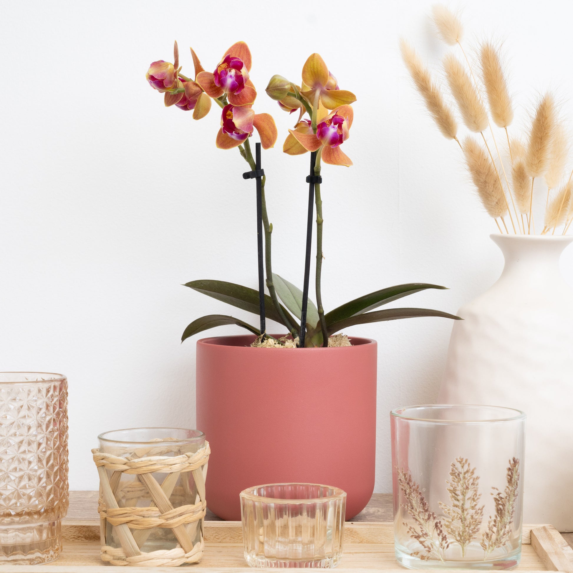 Hot Pink Orange Phalaenopsis Orchid Delivery UK