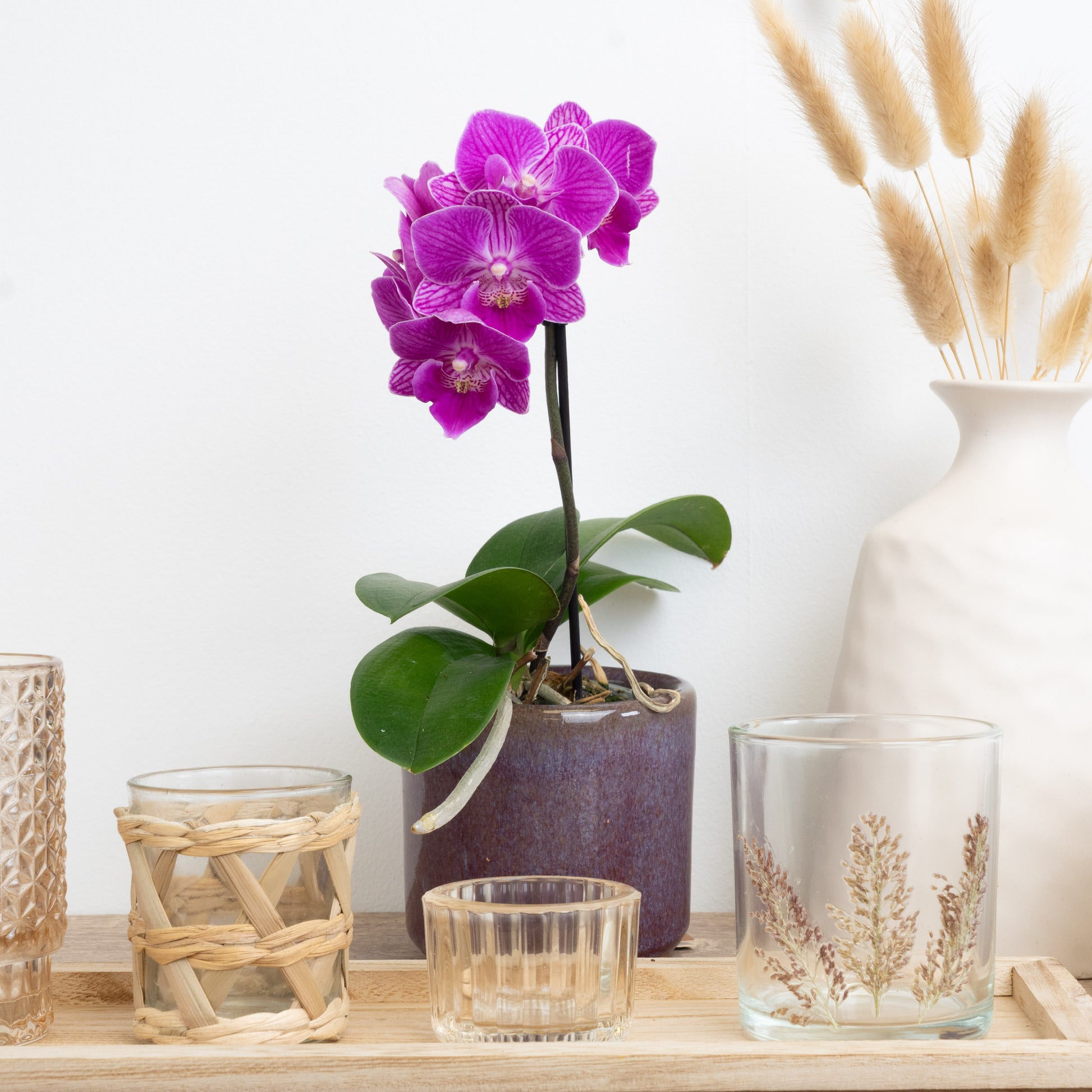 Hot Pink Phalaenopsis Orchid Delivery UK