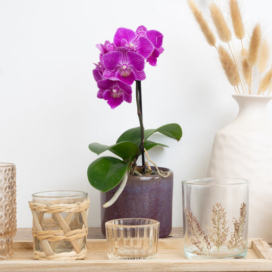 Hot Pink Phalaenopsis Orchid Delivery UK