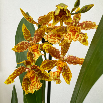 Cambria Orchid | Zesty