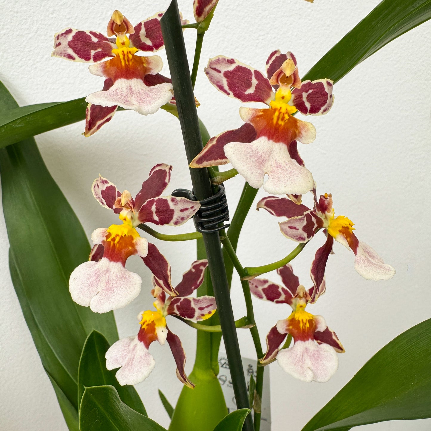 Cambria Orchid | Cookies | Not In Flower