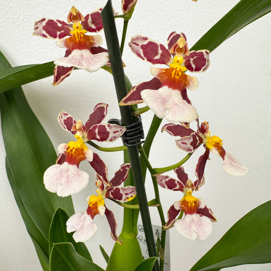 Cambria Orchid | Cookies